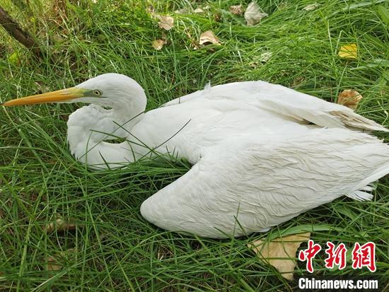 受傷虛弱的黃嘴白鷺?！⊥蹰_鵬 攝
