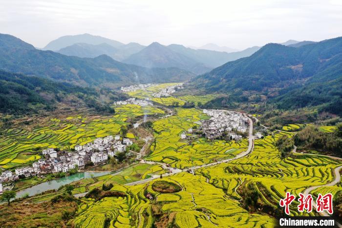 在被譽為“中國四大花海之一”的江西婺源縣江嶺景區(qū)，萬畝油菜花在漫山遍野的梯田間肆意綻放，金燦燦的油菜花與粉墻黛瓦的徽派民居相映成趣。(資料圖) 劉占昆 攝