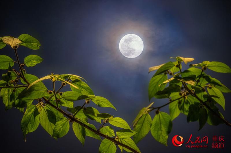 月是故鄉(xiāng)明，這一輪明月勾起了你的思念嗎？（攝于重慶渝中）。 戴建峰攝 