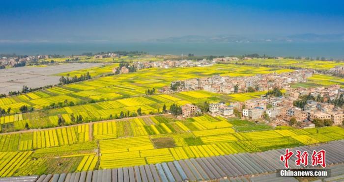 資料圖：陽春三月，油菜花灑滿了滇池南岸，醉了游人心。李雪艷 攝